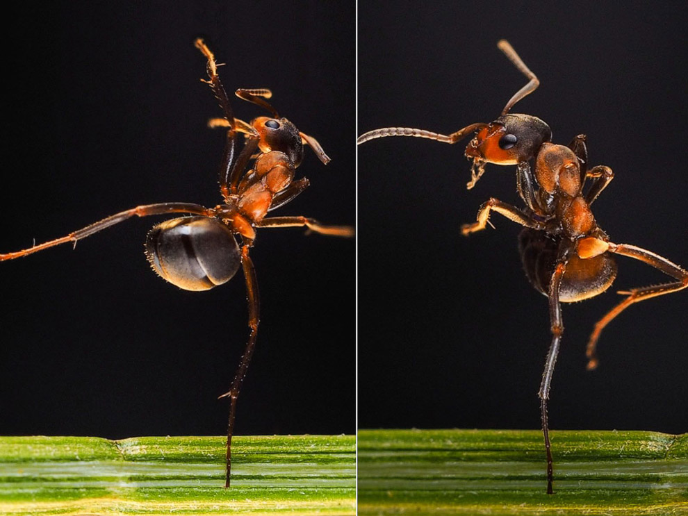 Животные в фотографиях