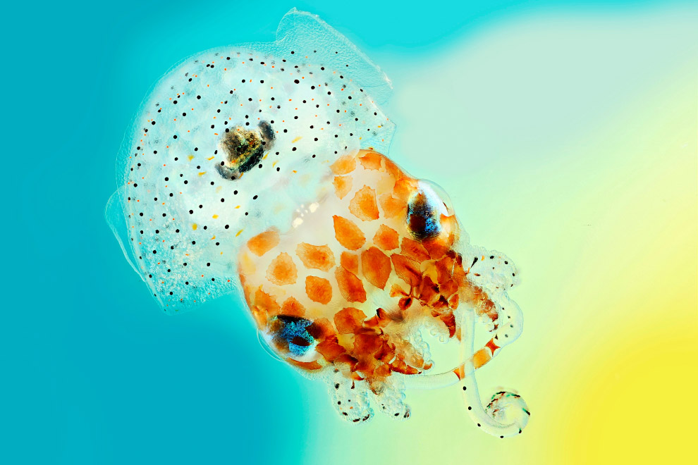 Конкурс фотографии в области биомедицины Wellcome Image Awards 2017: победители Конкурс фотографии в области биомедицины Wellcome Image Awards 2017: победители