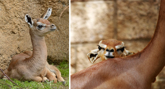 Очаровательные малыши редких видов животных