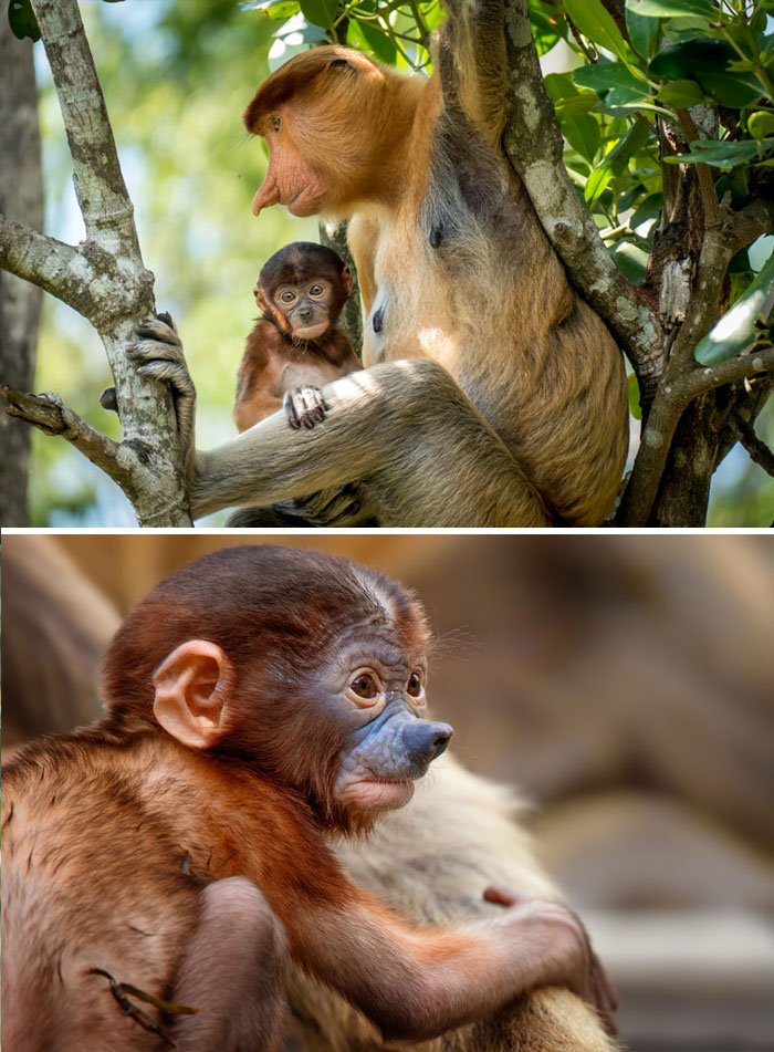 Очаровательные малыши редких видов животных