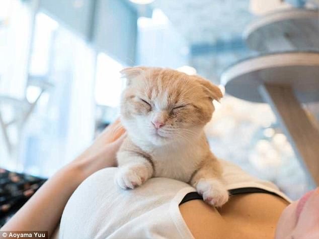 'Котики и груди': Японец выпустил эротический фотоальбом с терапевтическим эффектом