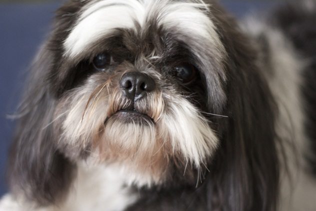 Животные, которые спасли от приближающейся смерти своих хозяев. Часть 1 Животные, которые спасли от приближающейся смерти своих хозяев. Часть 1