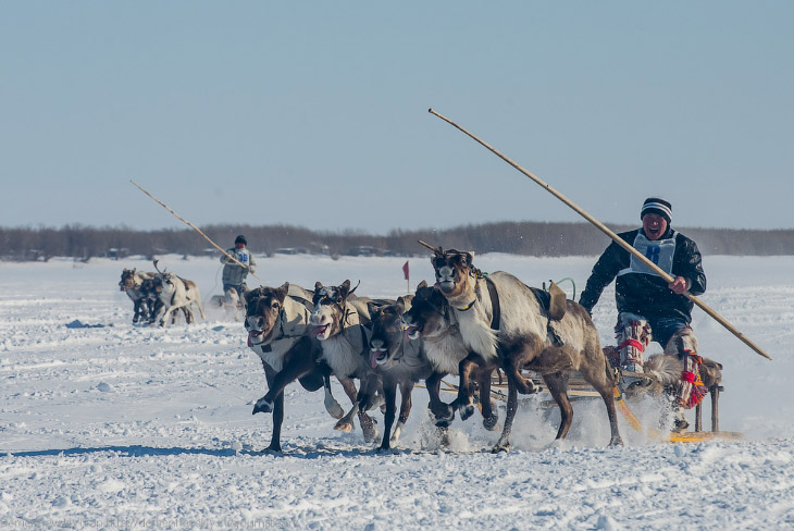 Путешествие по тундре и День оленевода Путешествие по тундре и День оленевода