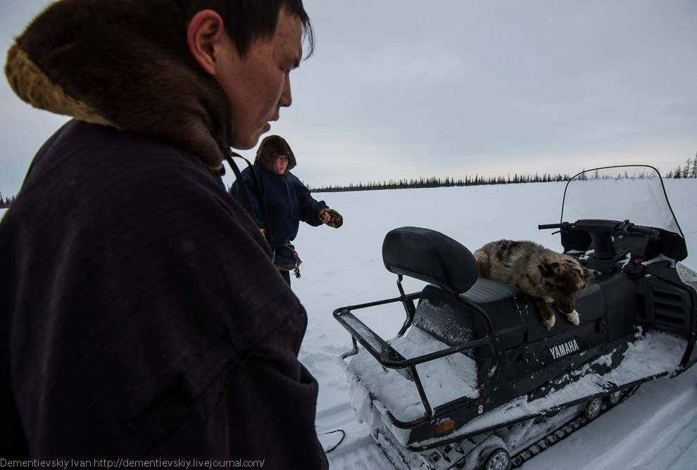 Путешествие по тундре и День оленевода Путешествие по тундре и День оленевода