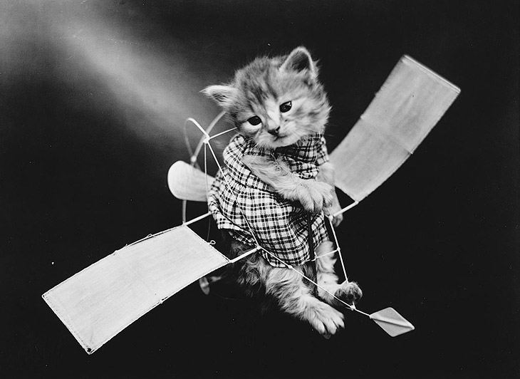Кошки как люди. 100 лет назад Кошки как люди. 100 лет назад