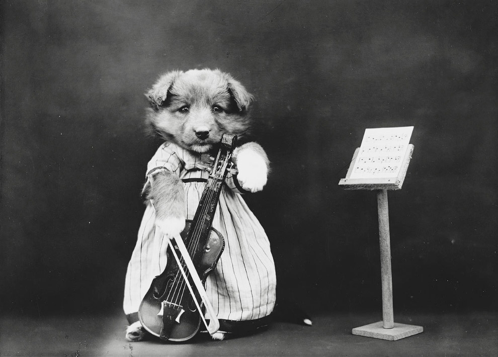 Кошки как люди. 100 лет назад Кошки как люди. 100 лет назад