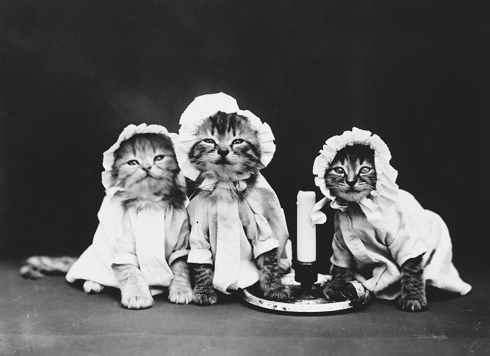 Кошки как люди. 100 лет назад Кошки как люди. 100 лет назад