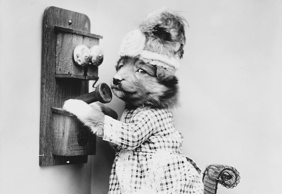 Кошки как люди. 100 лет назад Кошки как люди. 100 лет назад