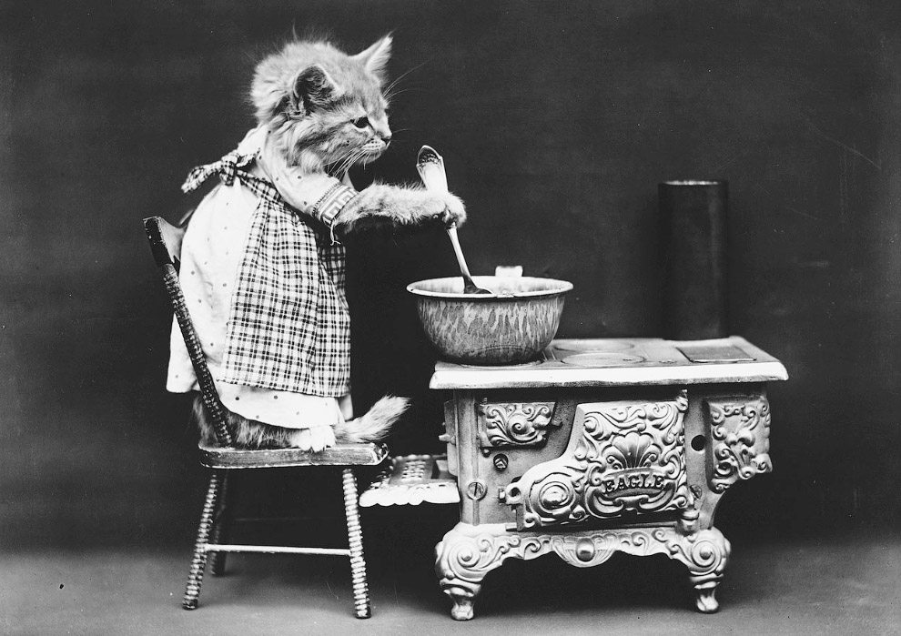 Кошки как люди. 100 лет назад Кошки как люди. 100 лет назад