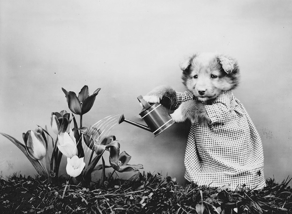 Кошки как люди. 100 лет назад Кошки как люди. 100 лет назад