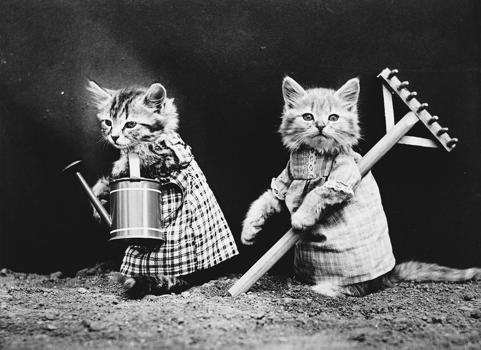 Кошки как люди. 100 лет назад Кошки как люди. 100 лет назад