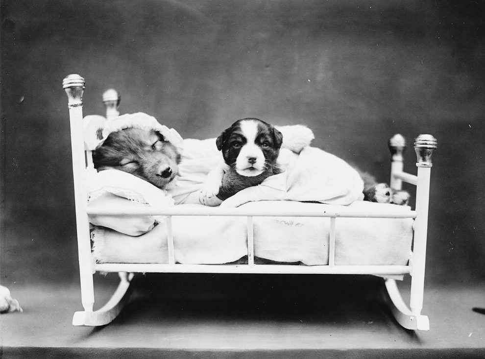 Кошки как люди. 100 лет назад Кошки как люди. 100 лет назад