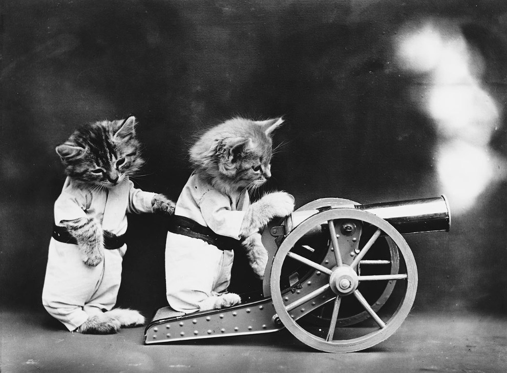Кошки как люди. 100 лет назад Кошки как люди. 100 лет назад