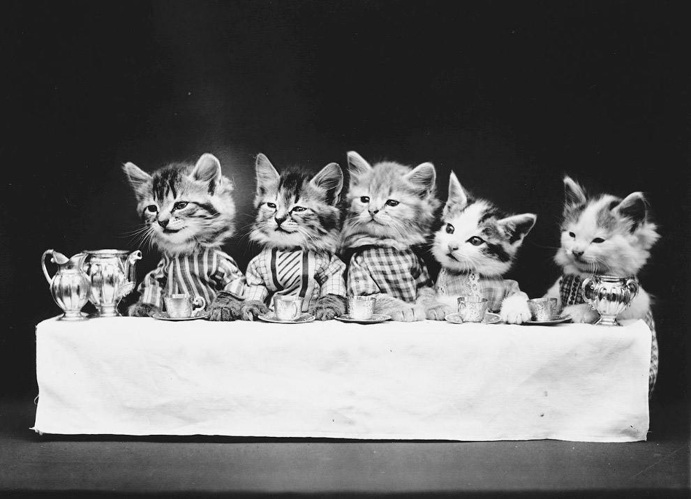 Кошки как люди. 100 лет назад Кошки как люди. 100 лет назад
