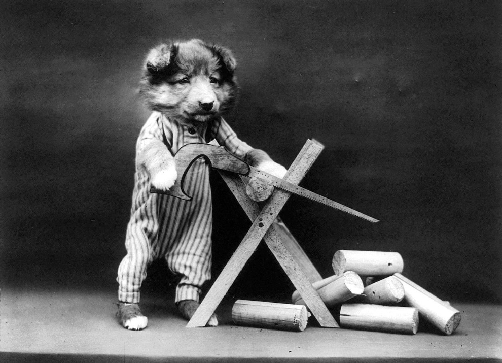 Кошки как люди. 100 лет назад Кошки как люди. 100 лет назад