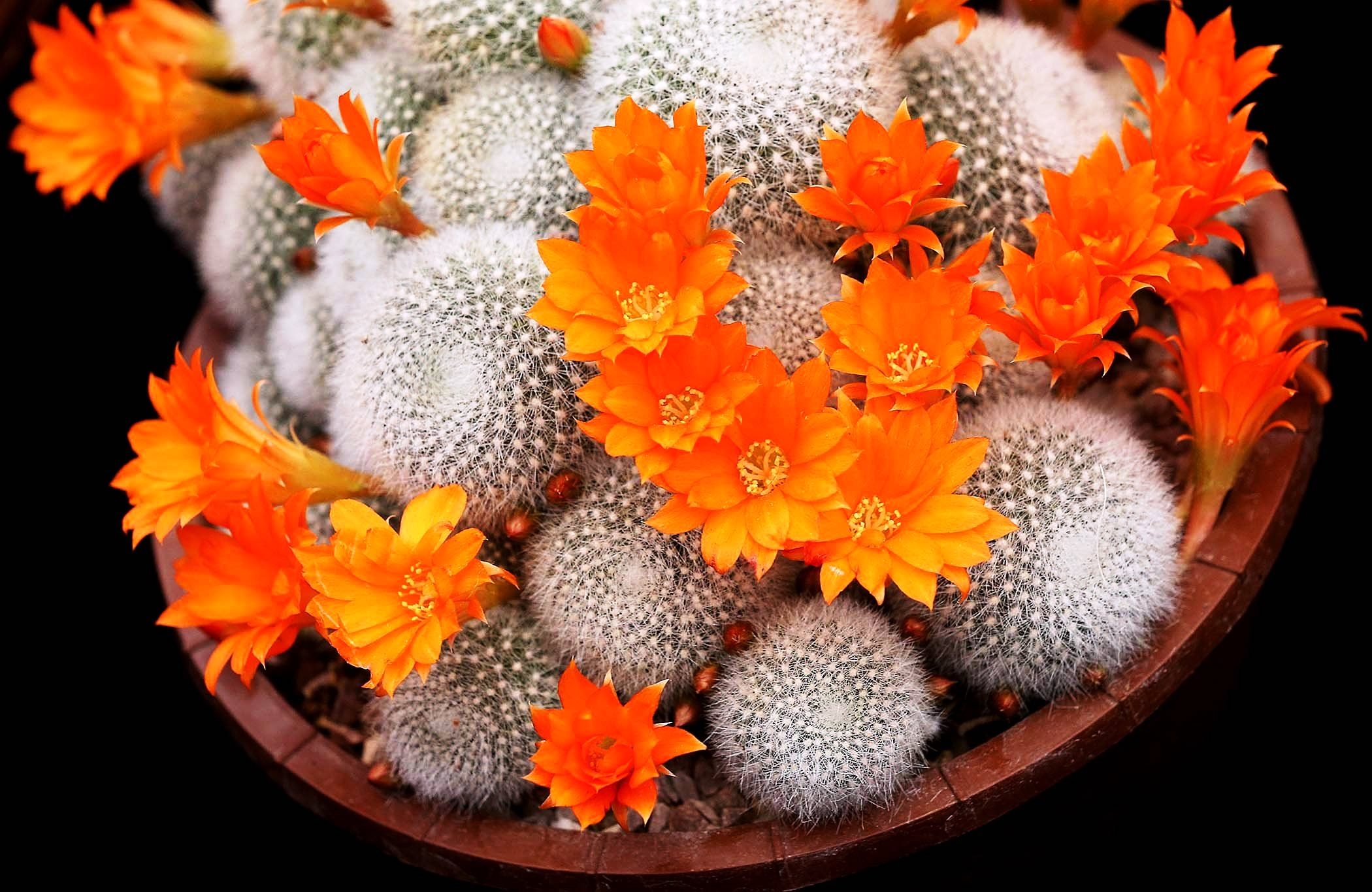 Факты с колючкой