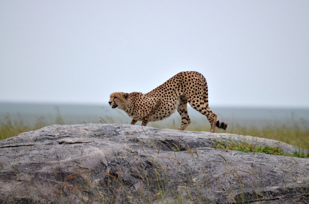 История наших встреч с гепардами