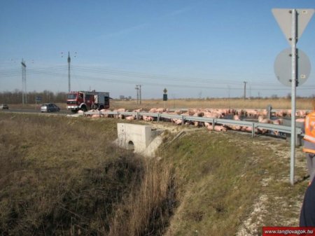 Атака свиней в Венгрии (10 фото)