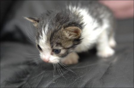 Мама для котят