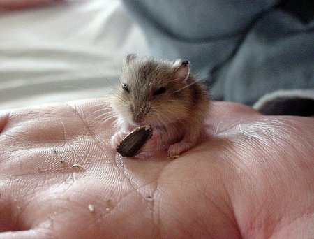 Самые-самые маленькие...
