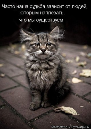 50 лучших котоматриц недели