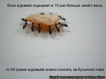 50 лучших котоматриц недели