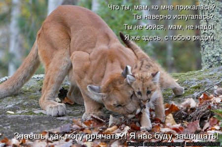 50 лучших котоматриц недели