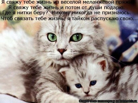 50 лучших котоматриц недели
