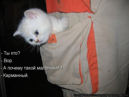 50 лучших котоматриц недели