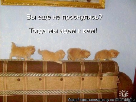 50 лучших котоматриц недели