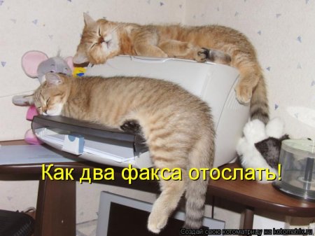 50 лучших котоматриц недели