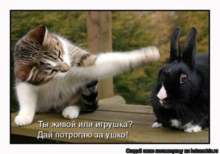 50 лучших котоматриц недели