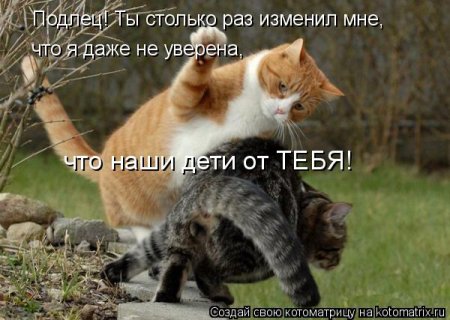50 лучших котоматриц недели