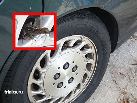 Прикольные картинки