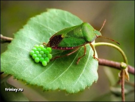 Прикольные картинки