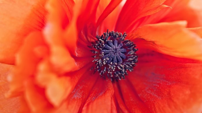 Обои на рабочий стол / Computer Desktop Wallpapers Collection 737