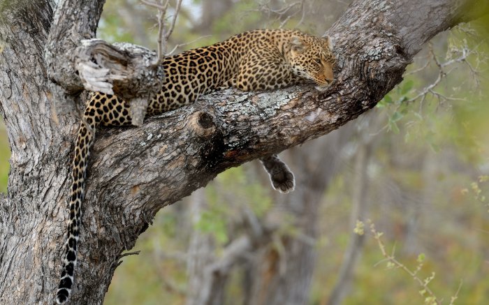 Обои на рабочий стол /Computer Desktop Wallpapers Collection 764