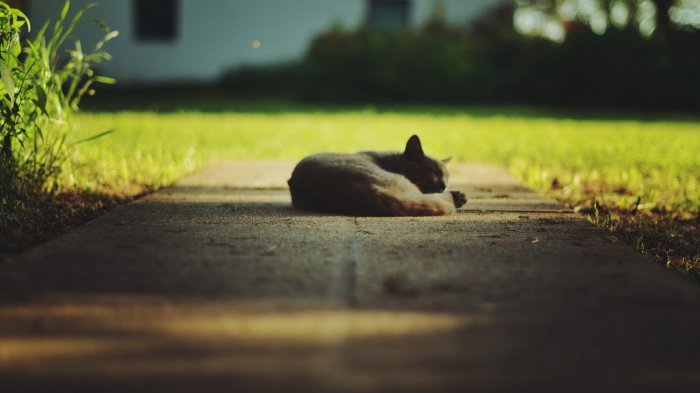 Обои на рабочий стол /Computer Desktop Wallpapers Collection 764