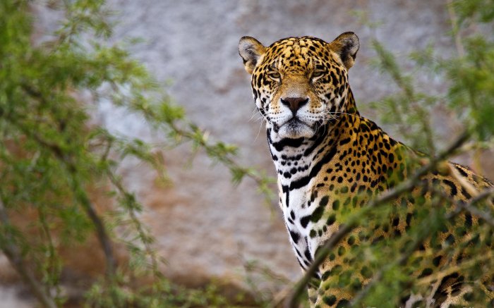 Обои на рабочий стол /Computer Desktop Wallpapers Collection 764