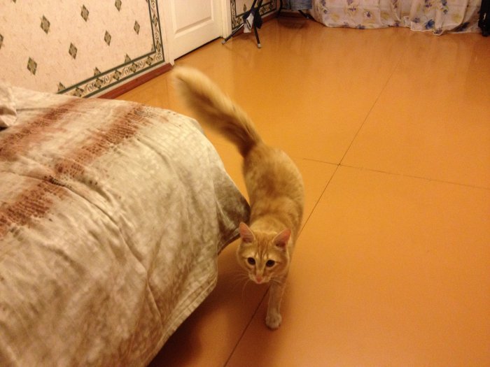 Кот ищет хозяев