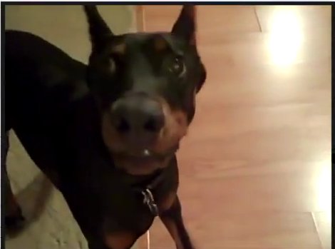 Прикольные Собаки