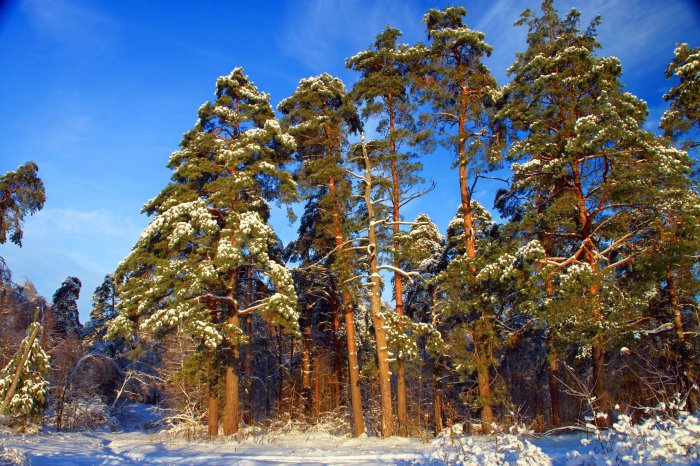 Обои на рабочий стол /Wind Wallpapers Pack 2