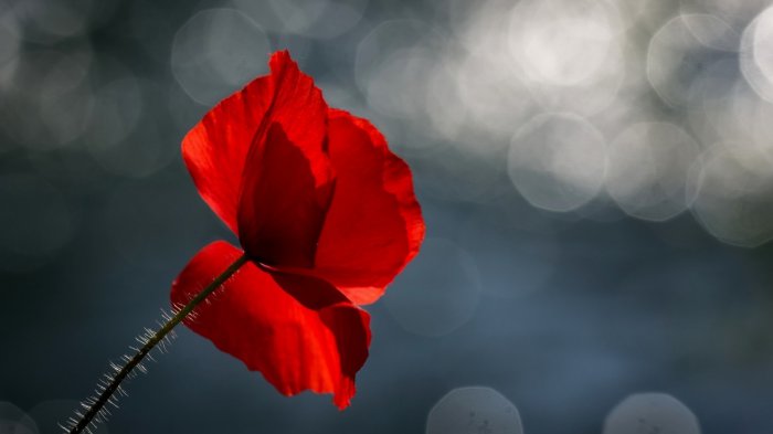 Обои на рабочий стол / 200 Amazing Mixed FullHD Wallpapers (Set 61)