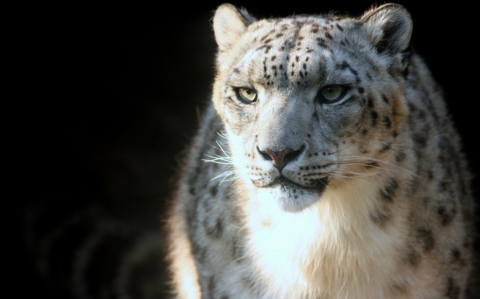 Обои на рабочий стол / HQ Wallpapers Pack (Part 210)