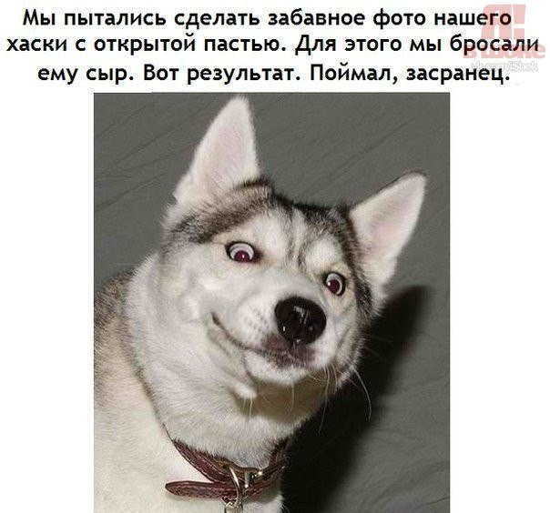 Жиденькая подборка вяло-прикольных картинок №3