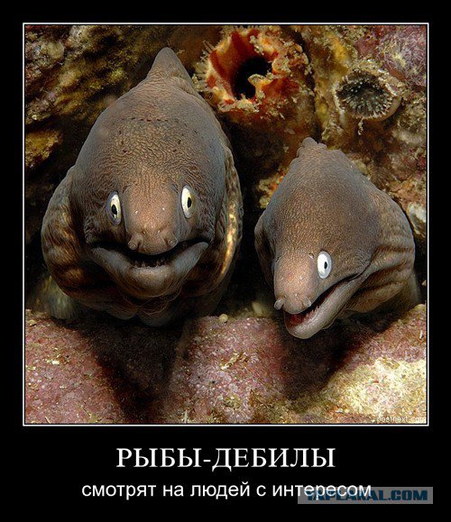 Жиденькая подборка вяло-прикольных картинок №4