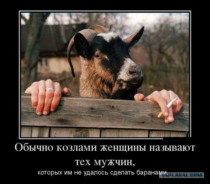 Жиденькая подборка вяло-прикольных картинок №7