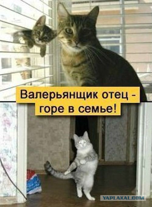 Жиденькая подборка вяло-прикольных картинок №9