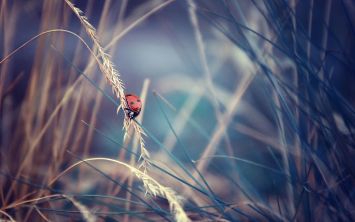 Обои на рабочий стол /Best HD Wallpapers Pack 1163