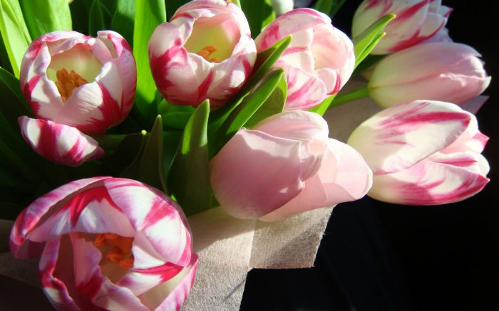 Обои на рабочий стол / Flowers. Wallpaper 5